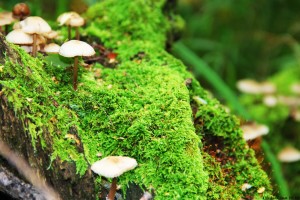 世界体能挑战赛：体适能评估体系被更多队伍采纳，体适能锦标赛