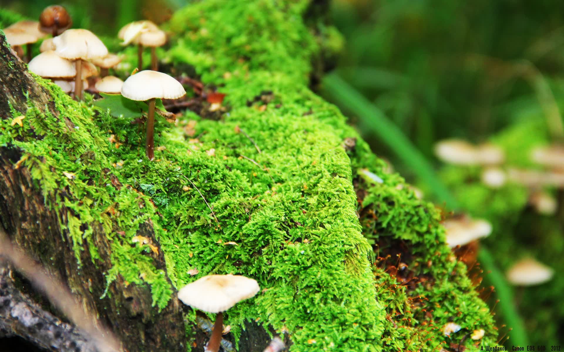 世界体能挑战赛：体适能评估体系被更多队伍采纳，体适能锦标赛